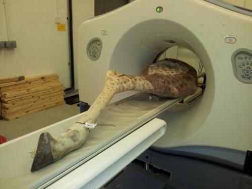 Right hindlimb of giraffe ready for CT scan!