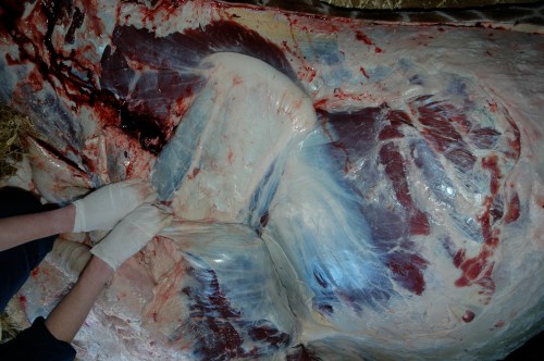 Left shoulder and ribcage, muscles peeled back.