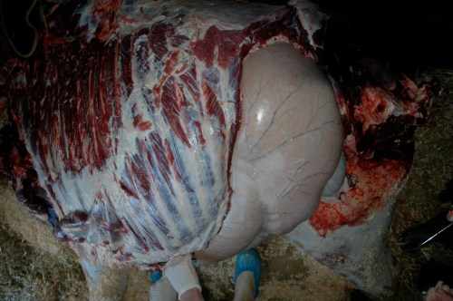 Left side of chest, rumen showing through behind ribcage.