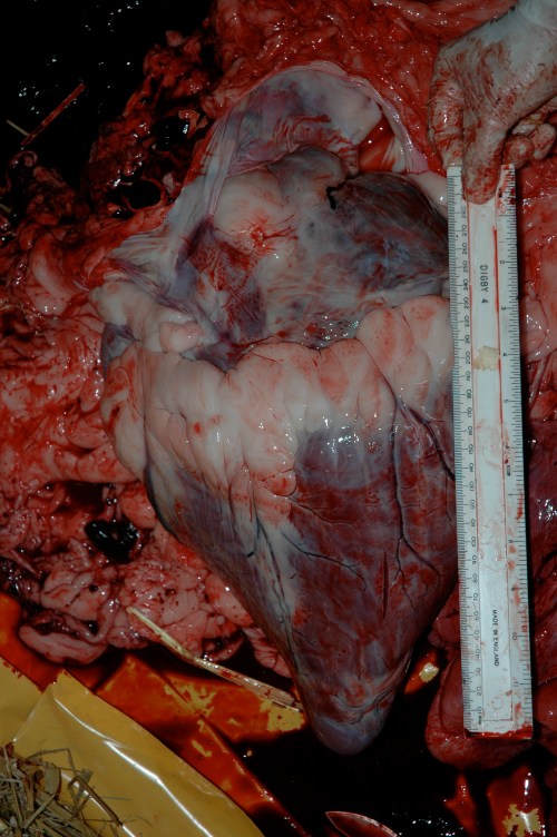 The big heart, needed to pump blood up that long neck to the head.