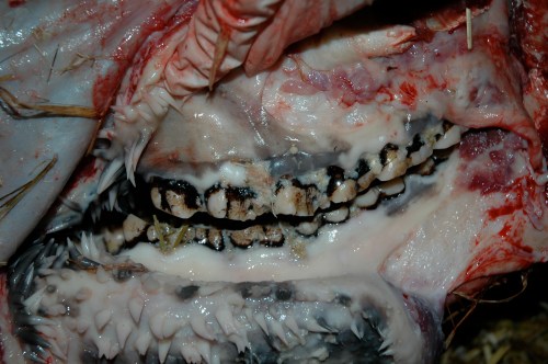 The left cheek's teeth-- and check out the spines on the inside of the cheek! Keratinous growths to aid in chewing, food movement, digestion etc. These extend into the stomach, too! Amazed me first time I saw them, in an okapi (giraffe cousin).