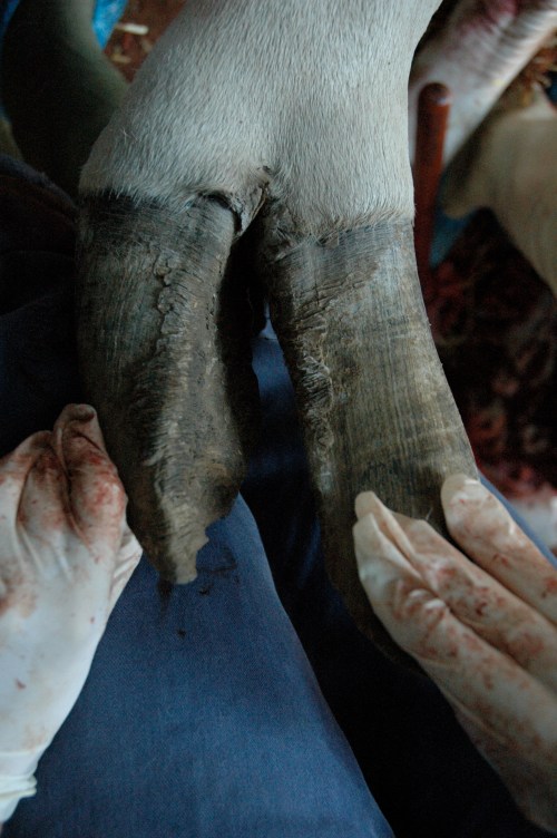 Like rhinos, elephants and many other large mammals, giraffes (especially in captivity) are vulnerable to foot/hoof pathologies, such as this very skewed/divergent pair of nails. This can lead to them walking very abnormally, getting infections or arthritis and other problems, so it is very serious.