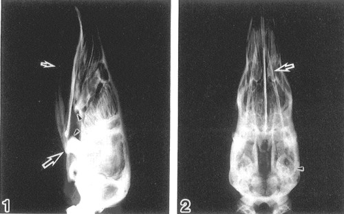 Pangolin skull x-ray