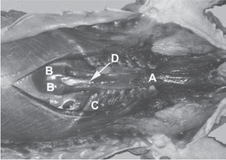 Pangolin tongue dissection