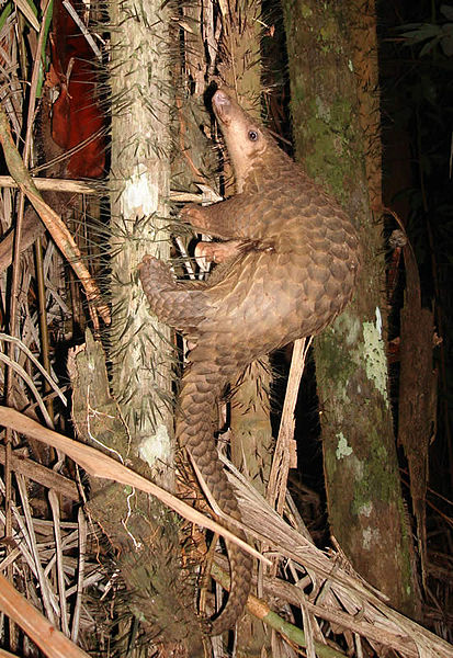 Pangolin in Borneo