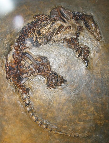 Eurotamandua fossil