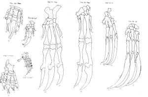 Feet of anteating mammals