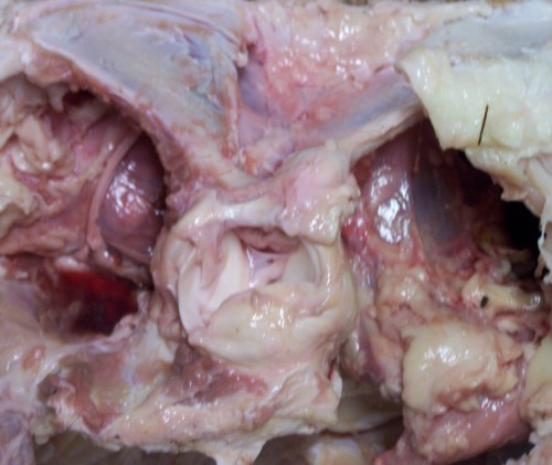 Mystery Dissection 11