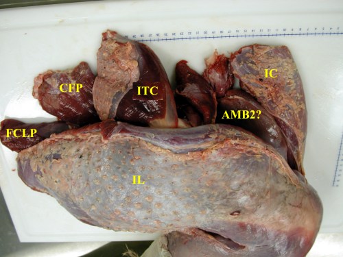 Ostrich thigh muscles 1