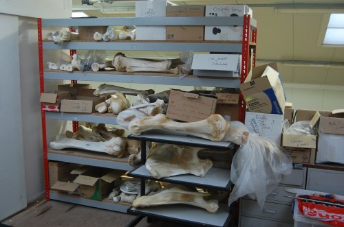 The bone shelves