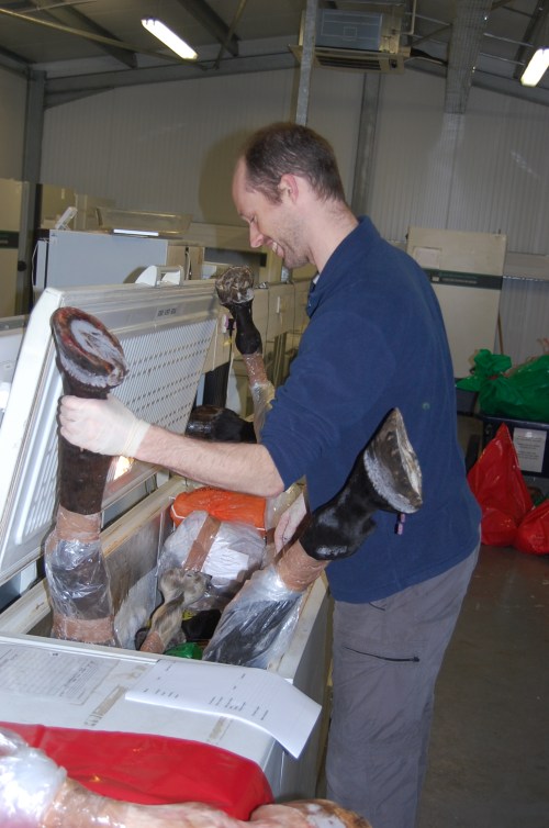 Research Fellow Jeff Rankin wrangles some horse legs into their freezer.