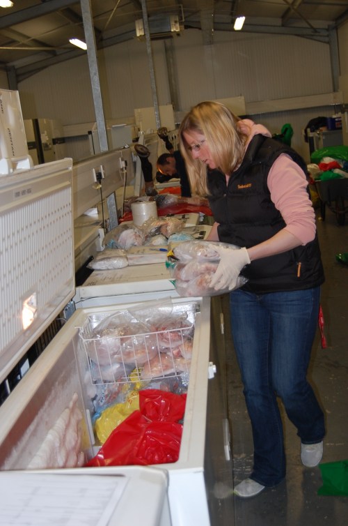 Postdoc Heather Paxton helps sort out elephant foot tendons and "predigits" in their freezer.