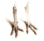 The unscaled bird: guineafowl feet.