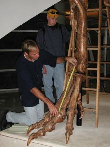 Me and a Mystery Scientist (then an undergrad; now a successful palaeontologist), measuring up a successful Cretaceous hypercarnivore at the UCMP; from my PhD days at Berkeley, ~2000 or so.