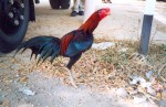 A Red junglefowl cockerel, spotted in Lampang, Thailand during one of my elephant gait research excursions there. Svelte, muscular and fast as hell.