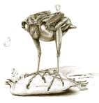 Deplumed sparrowhawk with dove trophy, exalting in its triumph.