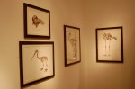 Framed sketches at Tring exhibit.