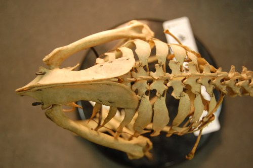 Dorsal view of the back/hips of the Great Spotted kiwi, Apteryx haasti.