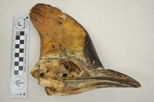 Neat skull of a cassowary, Casuarius casuarius.