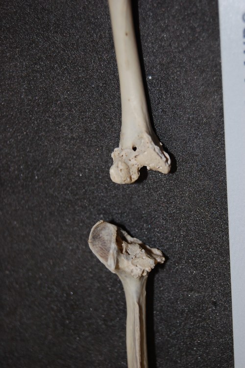 View of left knee of a specimen of the Highland guan, Penelopina nigra, showing some nasty osteoarthritis around the whole joint.