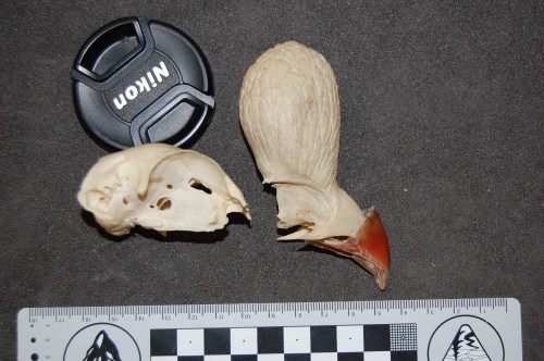 Skull of Helmeted curassow, Crax/Pauxi pauxi.