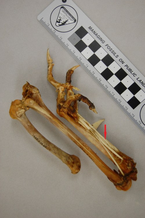 The hindlimb of a Polish Silver Laced breed, nicely showing the ossified tendons (red arrow) along the tarsometatarsus. Why these tendons turn into bone is one of the great unsolved mysteries of bone biology/mechanics and avian evolution. Check out the famed feather crest here.