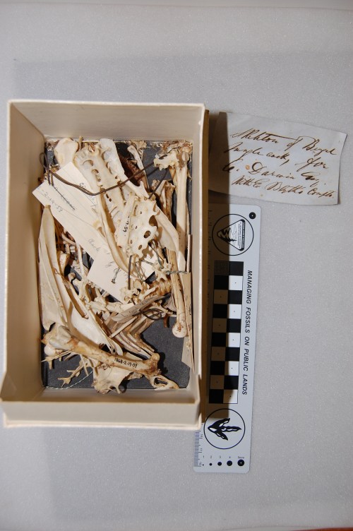 Darwin's example of a wild-type chicken; a Red Junglefowl. As he suspected, these Asian birds were the ancestors of domestic chickens, but today evidence suggests that domestication occurred multiple times in Asia and with different wild varieties of junglefowl bred/mixed in different regions.