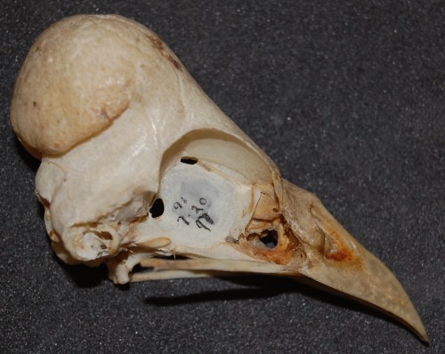 Skull of a male maleo, Macrocephalon maleo.