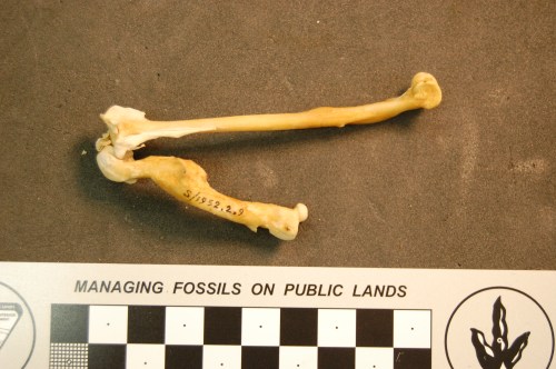 Little Chachalaca, Ortalis motmot, showing a broken and rehealed right femur and the tibiotarsus.