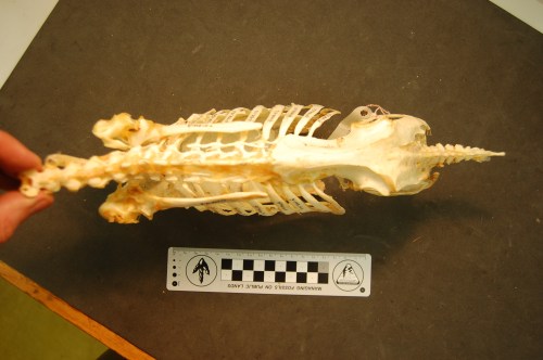 Torso of a screamer seen in top view. Nice narrow body.