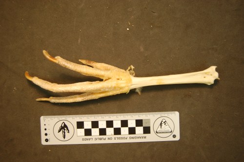 The long, gracile, clawed toes of a screamer.