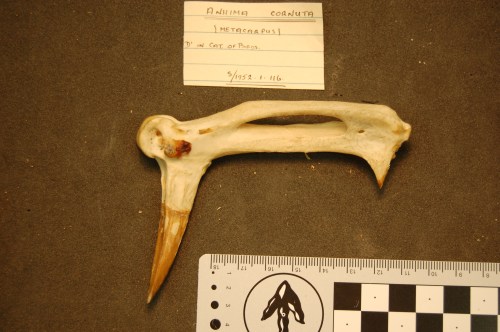 Horned screamer, Anhima cornuta; similar carpometacarpal spur as in Chauna.