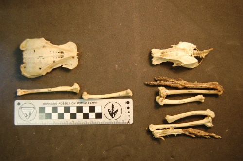 These two specimens blew my mind. On the right is a normal Tetrao tetrix (Black grouse); on the left is one hybridized with another (unknown) species.