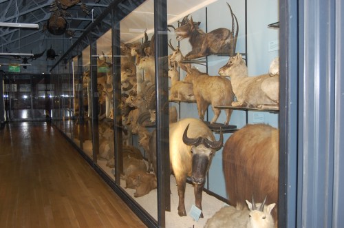 Bovids to the right of me, pinnipeds above, what's a guy to do but squee?