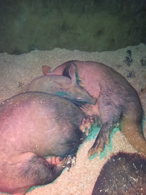 Advantage of visiting Colchester Zoo: meeting a baby aardvark (not a cat).
