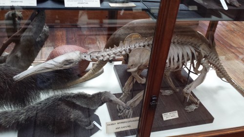 Nice anteater skeleton and skin.