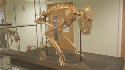 The pose of this ?baboon? struck me as very peculiar, and menacing- reminiscent of a vampire bat's pose, to me.