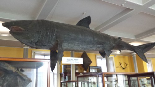 Tatty basking shark in entry hall.