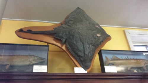 "That's one bigass skate," I murmured to myself.