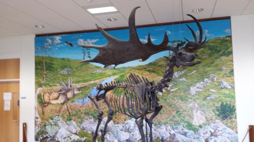 Giant deer in UCD zoology building foyer.