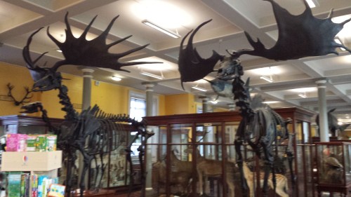 Giant European deer ("Irish elk"). I looked at these and thought, "why don't we see female deer without antlers ever? then noticed one standing next to these; photo was crappy though. :(