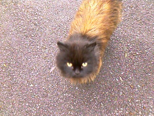 Random cat that sidled up to us during some research into cat movements; so meta!