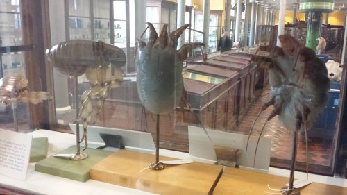 Giant blown glass models of lice!