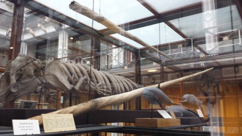 Yarr, narwhals be internet gold!