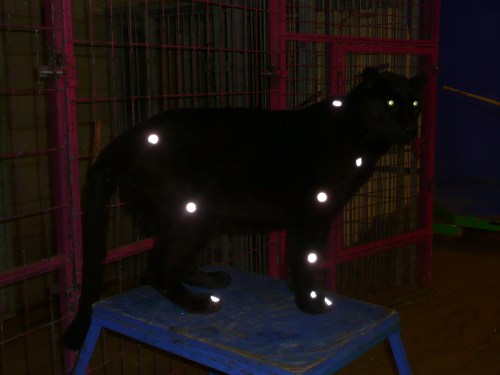 Black leopard with motion capture markers on it, and glowing eyes; from our past studies.