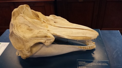 Skull of a pilot whale/dolphin.