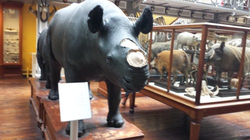 Sad display of a stuffed rhino with the horn removed, and signage explaining the problem of thefts of those horns from museum specimens of rhinos worldwide.