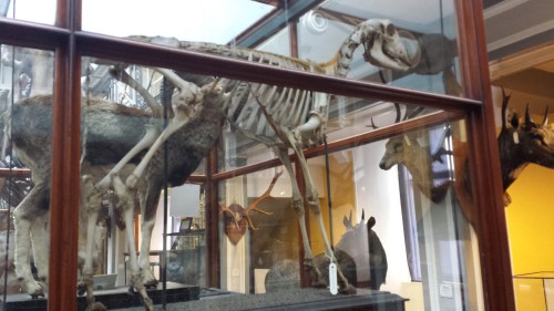 A sheep or a goat-y thingy; I dunno but it shows off a nice example of the nuchal ligament (supports the head/neck).