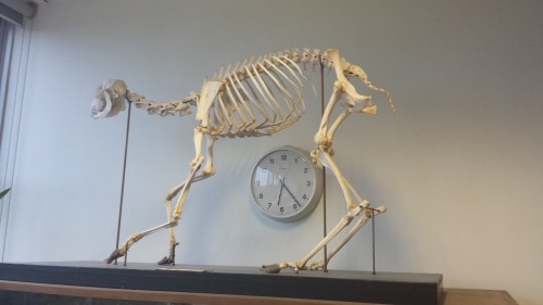 Sika deer in awkward posture in Univ Coll Dublin zoology building's foyer.
