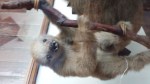 sloths (3)
